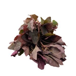 Amaranthus Red