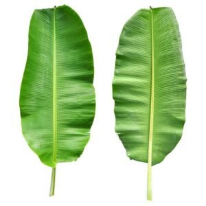BANANA LEAVES (KELA PATTA)