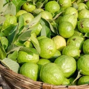 INDIAN GUAVA (DESI AMRUD)