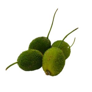 SPINY GOURD (KAKODA)